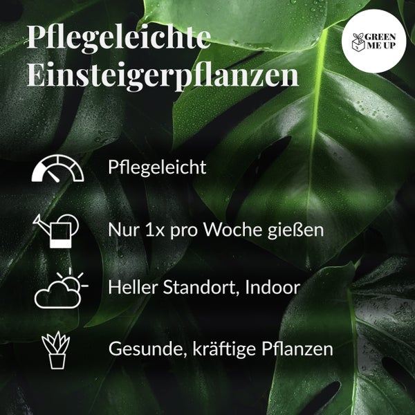 2er Fensterbankset Sansevieria