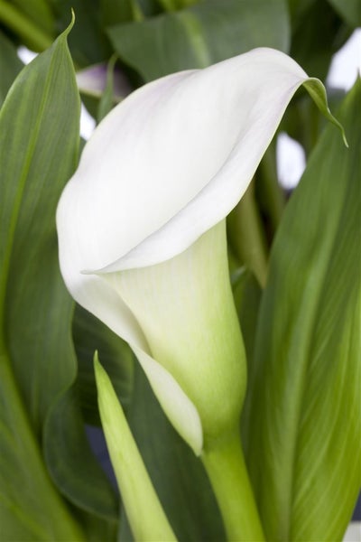 Nahaufnahme einer weißen Calla-Blüte mit grünen Blättern