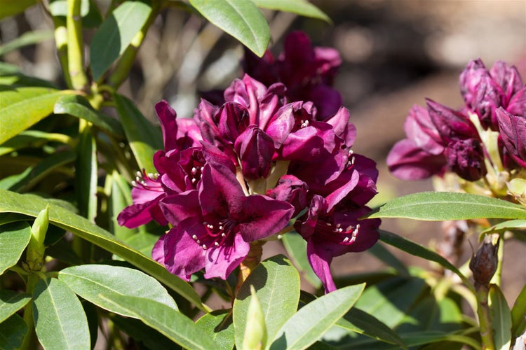 Rhododendron Hybr. 'Polarnacht', dunkelviolett, 30–40 cm