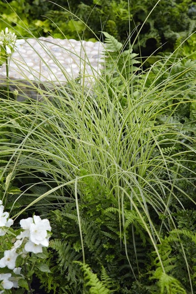 Carex morrowii, Japan-Segge, immergrün, ca. 9x9 cm Topf