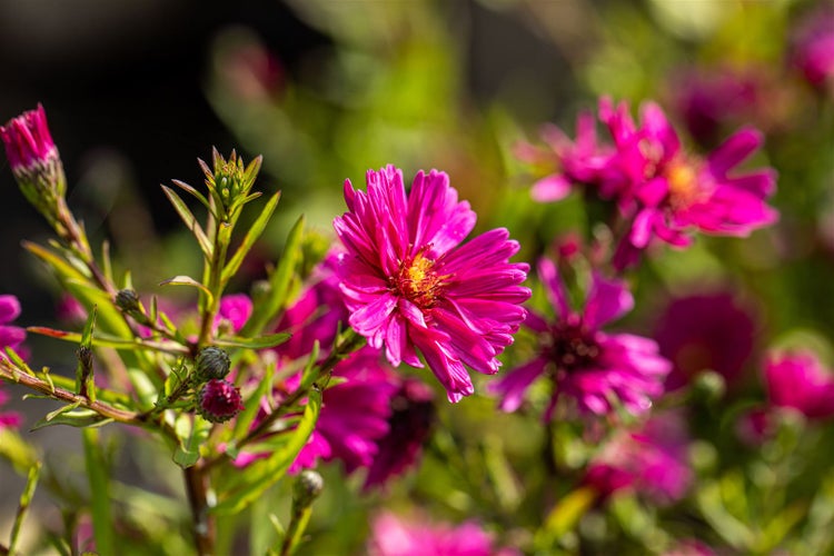 Aster novi-belgii 'Royal Ruby', Glattblatt-Aster, rubinrot, ca. 11x11 cm Topf