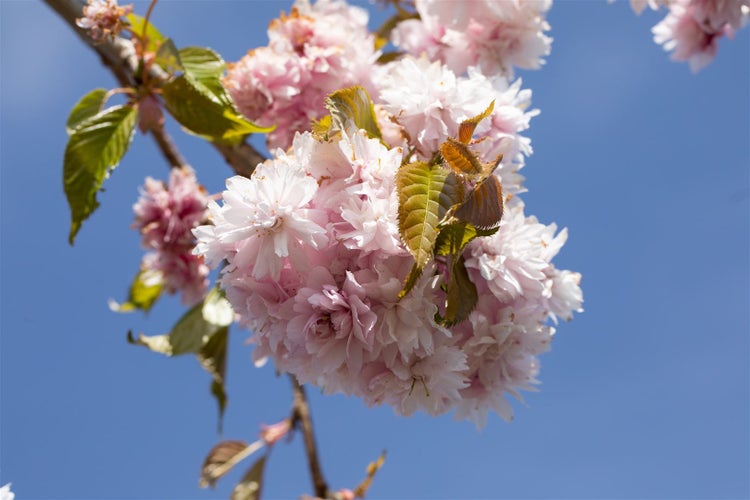 Prunus serrulata 'Kiku-shidare-zakura', Hängende Kirsche, rosa, 60–100 cm