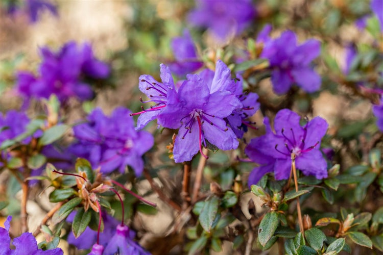 Rhododendron impeditum 'Saint Merryn', Zwerg-Rhododendron, blauviolett, 15–20 cm