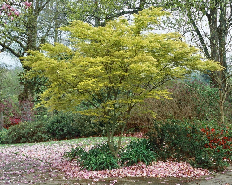 Japanischer Ahornbaum im Garten mit abgefallenen Blütenblättern