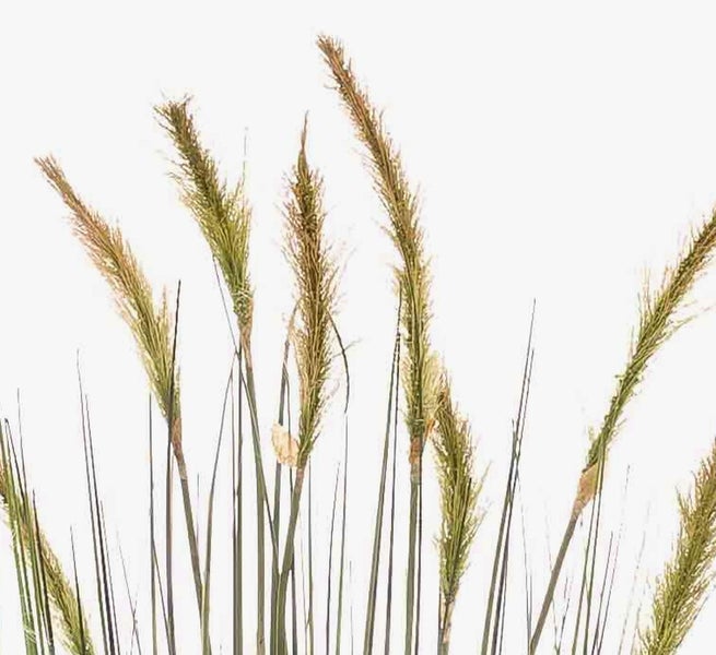 Künstliches Ziergras in Nahaufnahme mit grünen und braunen Halmen.