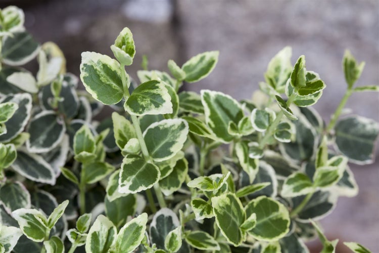 Euonymus fortunei 'Emerald Gaiety', Kriechspindel, grün-weiß, ca. 9x9 cm Topf