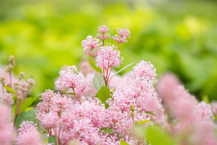 Ceanothus pallidus 'Marie Simon', Säckelblume, rosa, 40–60 cm