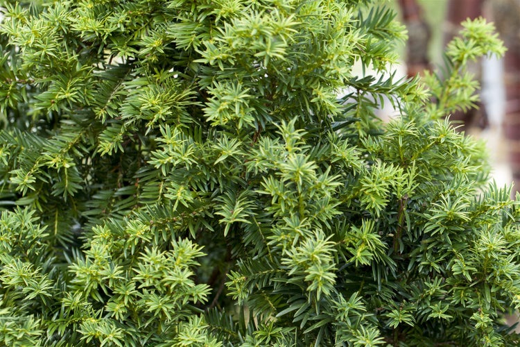 Taxus baccata 'Golden Crown', Eibe, goldgelb, 40–50 cm