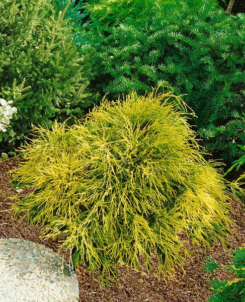 Chamaecyparis pisifera 'Plumosa Flavescens', gelbgrün, 40–50 cm