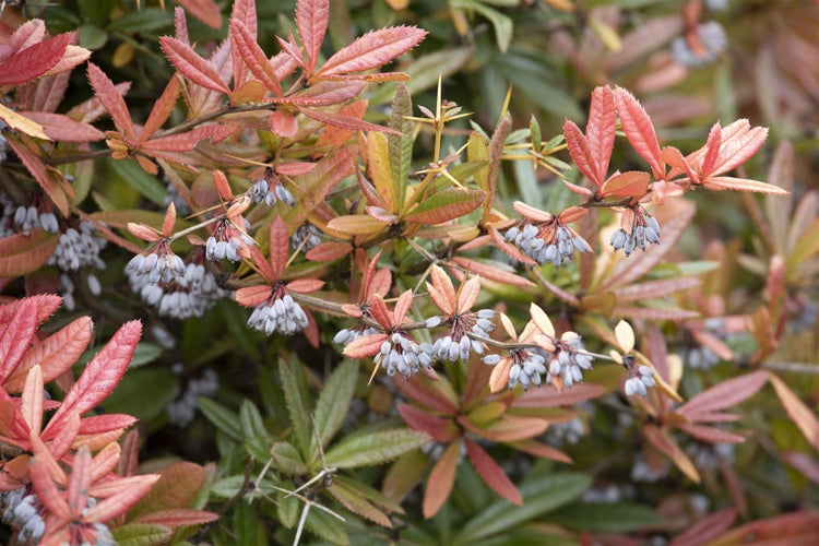 Berberis julianae, Immergrüne Berberitze, 25–30 cm