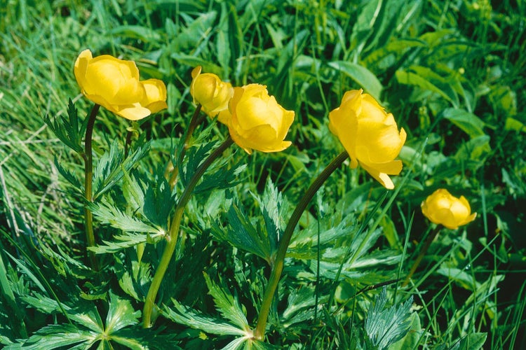 Trollius europaeus, Europäische Trollblume, gelb, ca. 9x9 cm Topf