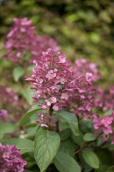 Hydrangea paniculata 'Wim's Red', Rispenhortensie, rot-weiß, 60–80 cm
