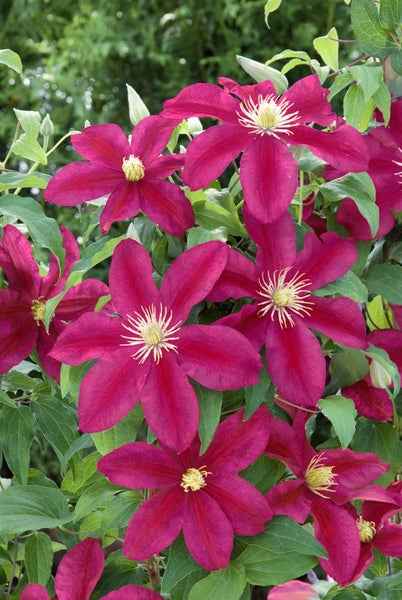 Clematis Hybride 'Sunset', Waldrebe, rotviolett, 60–100 cm