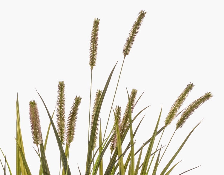 Künstliches Ziergras mit grünen Halmen und länglichen Ähren.