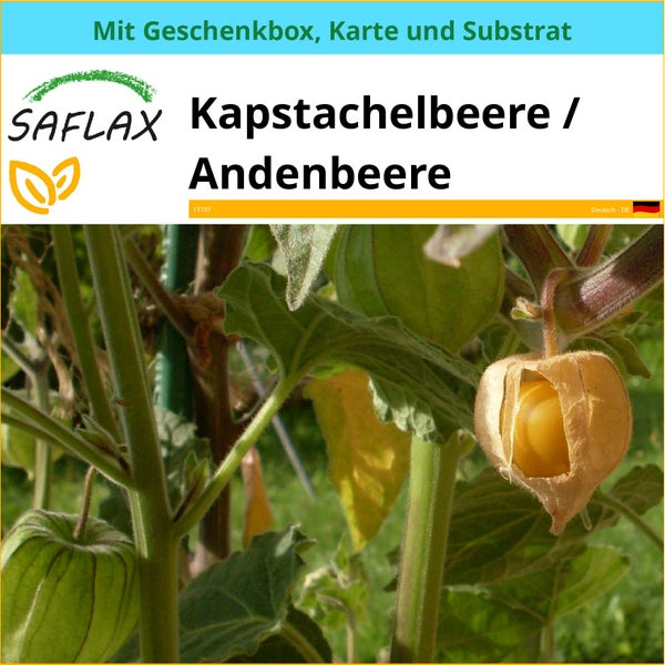 SAFLAX Geschenk Set - Kapstachelbeere / Andenbeere - Physalis peruviana - 100 Samen - Mit Geschenkbox, Versandaufkleber, Geschenkkarte und Anzuchtsubstrat