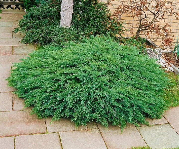 Juniperus sabina 'Tamariscifolia', Sadebaum, kompakt, 20–30 cm
