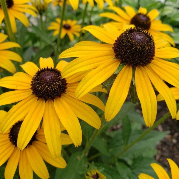 Gelber Sonnenhut Rudbeckia mit dunkler Mitte im Garten.