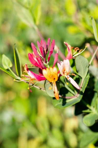 Lonicera brownii 'Dropmore Scarlet', Geißblatt, scharlachrot, 100–150 cm