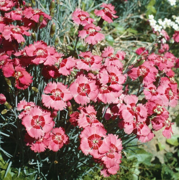 Dianthus alpinus, Alpen-Nelke, rosa Blüten, ca. 9x9 cm Topf
