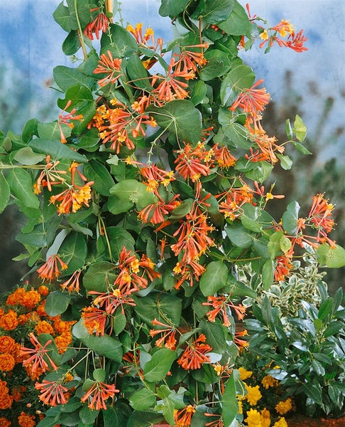 Lonicera brownii 'Dropmore Scarlet', Geißblatt, scharlachrot, 100–150 cm