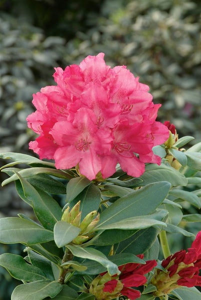 Rhododendron yakushimanum 'Astrid', Rhododendron, rot, 25–30 cm
