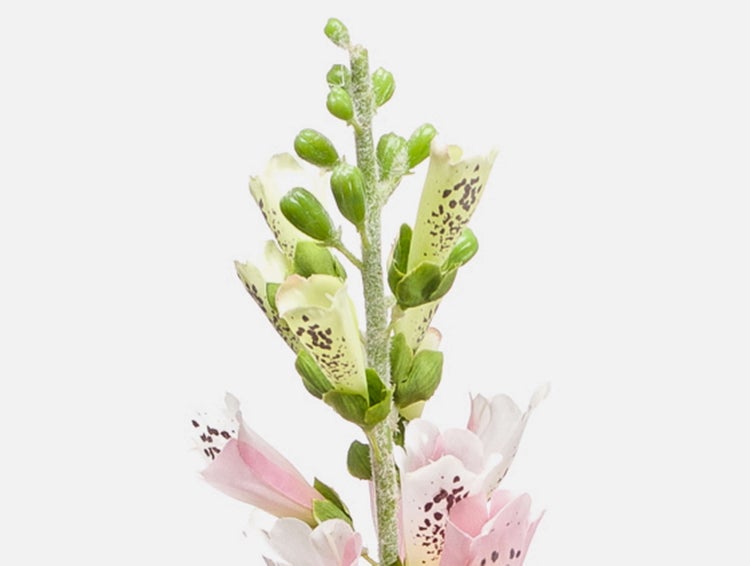 Nahaufnahme eines Fingerhuts mit rosa und cremefarbenen glockenförmigen Blüten und grünen Knospen.
