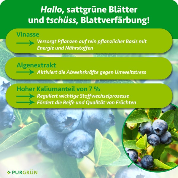 Infografik für Blaubeerdünger mit Informationen zu Vinasse, Algenextrakt und sieben Prozent Kalium für gesunde Pflanzen. Purgrün Logo.