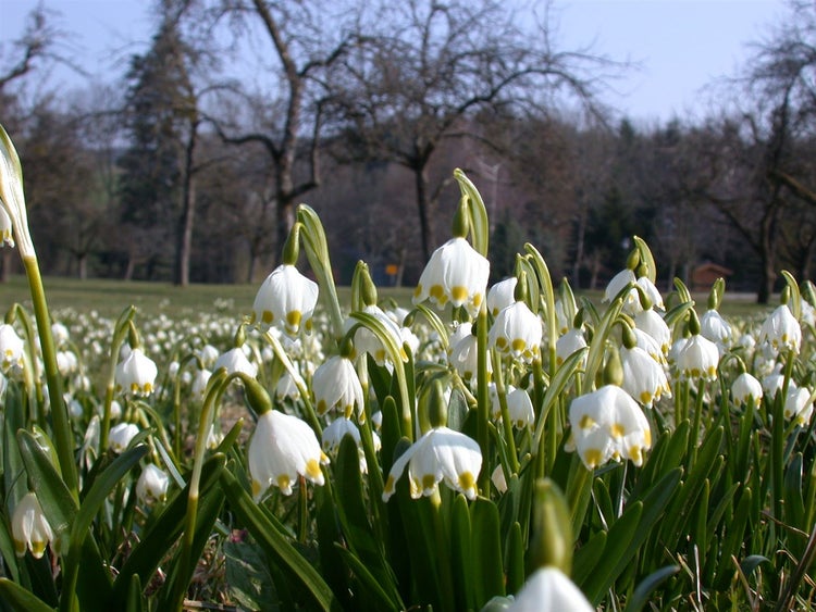 Wiese mit blühenden Frühlingsknotenblumen