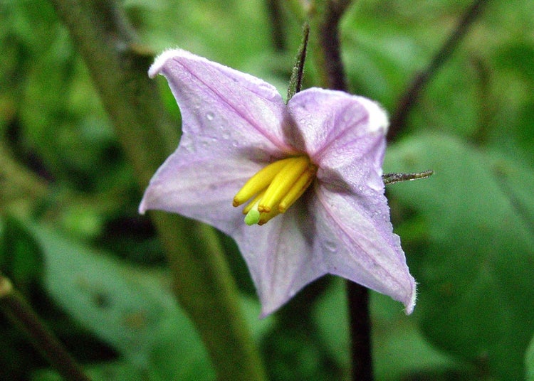 SAFLAX Garden to go - Eierbaum - Solanum melonga - 20 Samen - Mit Topf, Klima - Deckel und Anzuchtsubstrat