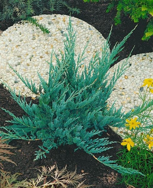Wacholderpflanze im Gartenbeet