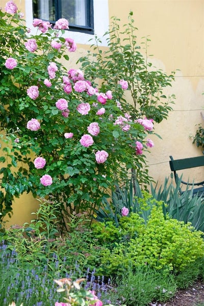 Rosa rubiginosa, Weinrose, 60–100 cm, duftend