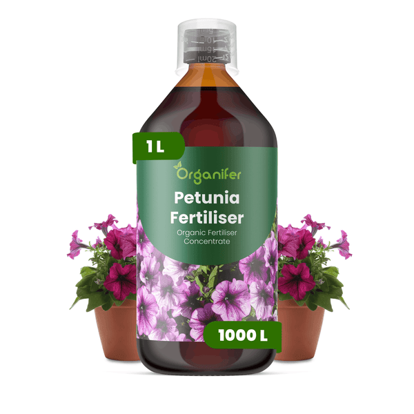 Organifer Petunien-Dünger, 1 Liter Flasche, organisches Düngerkonzentrat für bis zu 1000 Liter, mit blühenden Petunien in Töpfen.