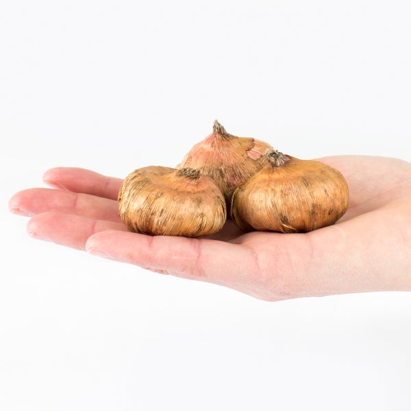 Hand hält Blumenzwiebeln