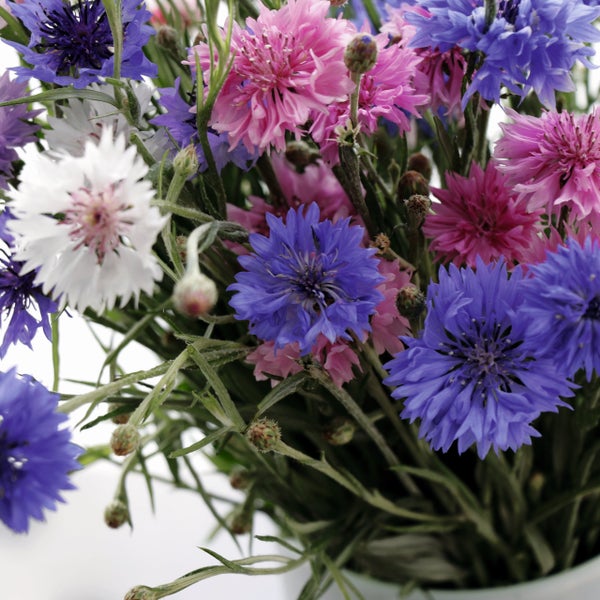 Bunter Strauß aus Kornblumen (Centaurea cyanus) in Blau, Rosa und Weiß mit grünen Stielen.