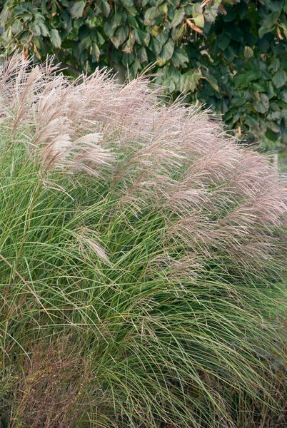 Chinaschilf im Gartenbeet