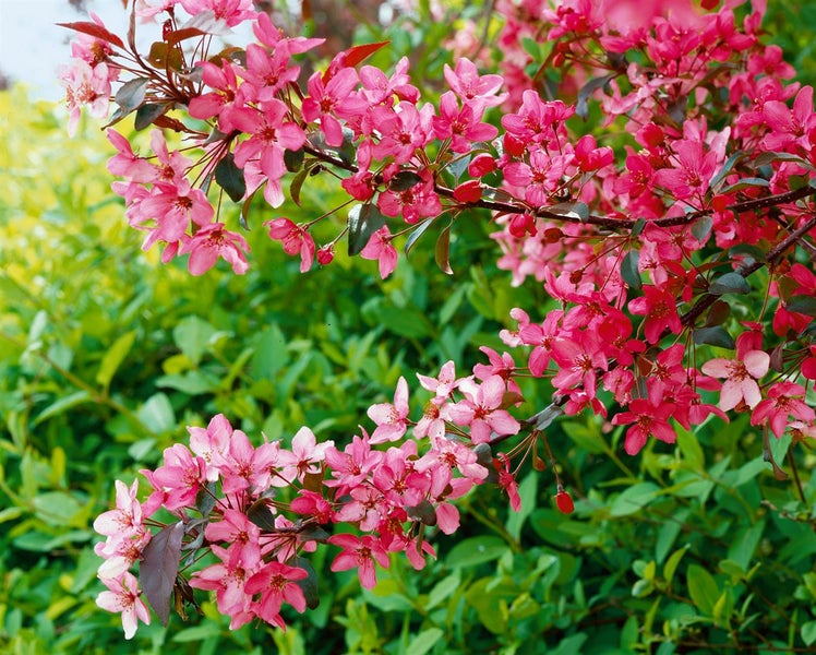 Malus 'Royalty', Zierapfel, purpurrot, 60–100 cm