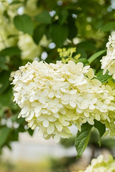 Hydrangea paniculata 'Magical Moonlight', Rispenhortensie, weiß, 60–80 cm