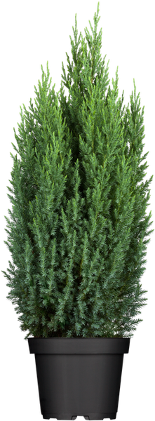 Juniperus chinensis 'Stricta', Chinesischer Wacholder, 40–50 cm