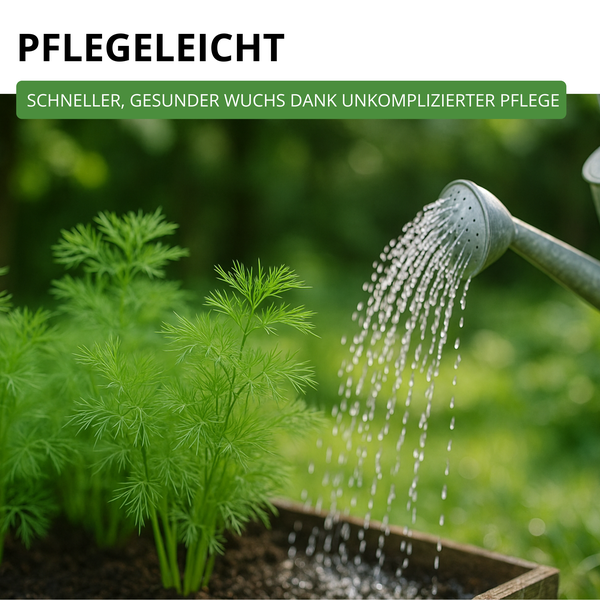 Pflegeleicht: Schneller, gesunder Wuchs durch unkomplizierte Pflege. Kräuter werden mit einer Gießkanne gewässert.