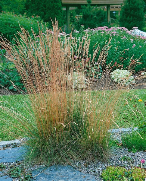 Festuca amethystina, Blauschwingel, ca. 9x9 cm Topf