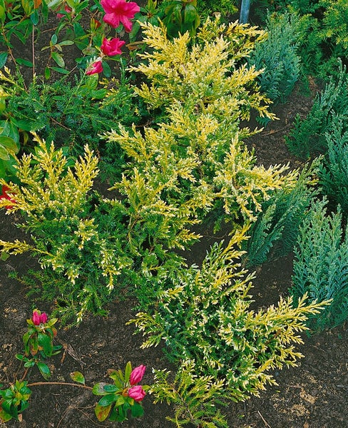 Juniperus chinensis 'Goldstar', Chinesischer Wacholder, goldgelb, 15–20 cm