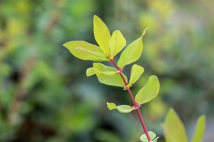 Lonicera kamtschatica, Honigbeere, 40–60 cm, winterhart