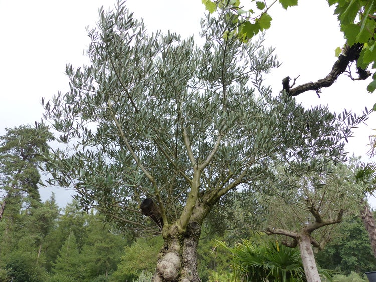Großer Olivenbaum mit markantem Stamm und dichter Blätterkrone in einer Gartenlandschaft.