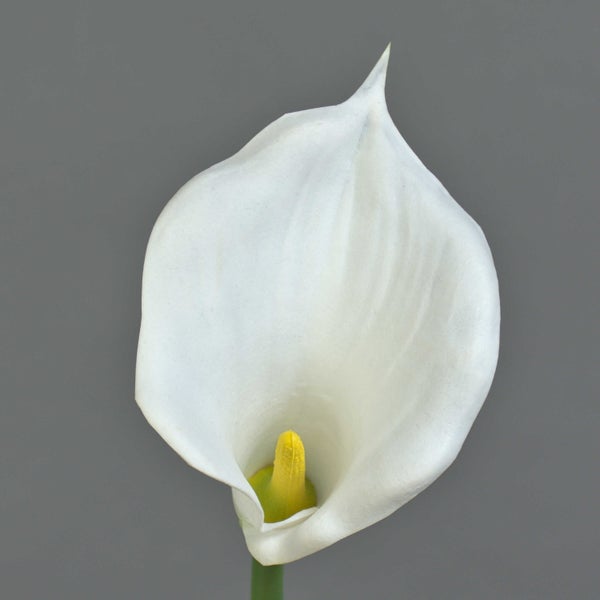 Weiße Calla Blume mit grünem Stiel und gelbem Blütenkolben.