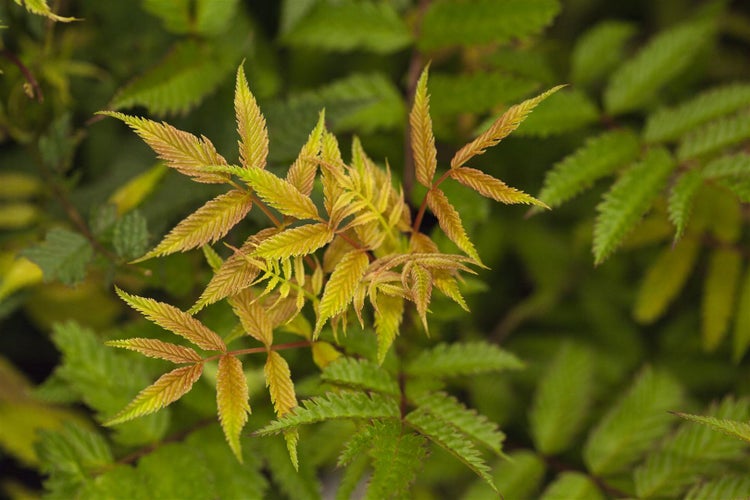 Sorbaria sorbifolia 'Sem', Fiederspiere, buntes Laub, 40–60 cm