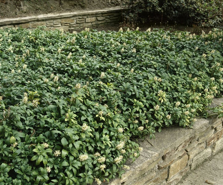 Pachysandra terminalis, Ysander, immergrün, ca. 9x9 cm Topf