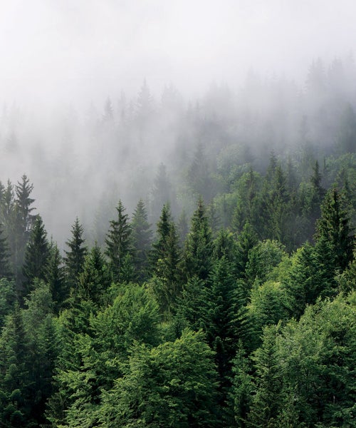 Bewaldeter Berghang im Nebel