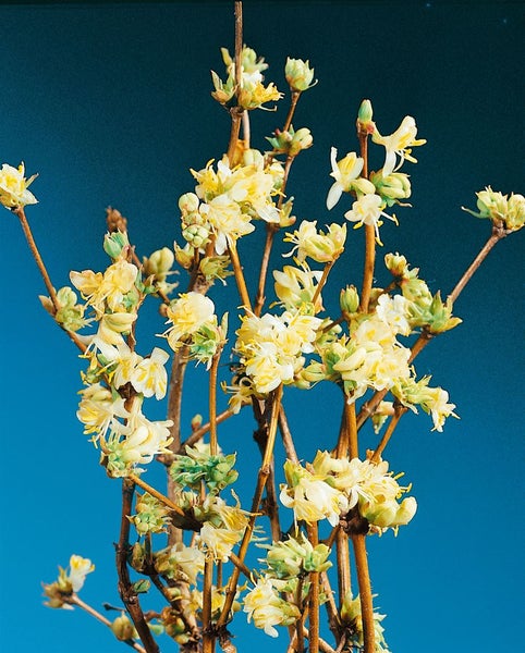 Lonicera purpusii, Winter-Heckenkirsche, cremeweiß, 80–100 cm