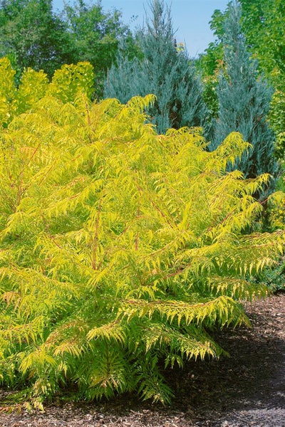 Rhus typhina 'Tiger Eyes', Essigbaum, gelbgrün, 40–60 cm