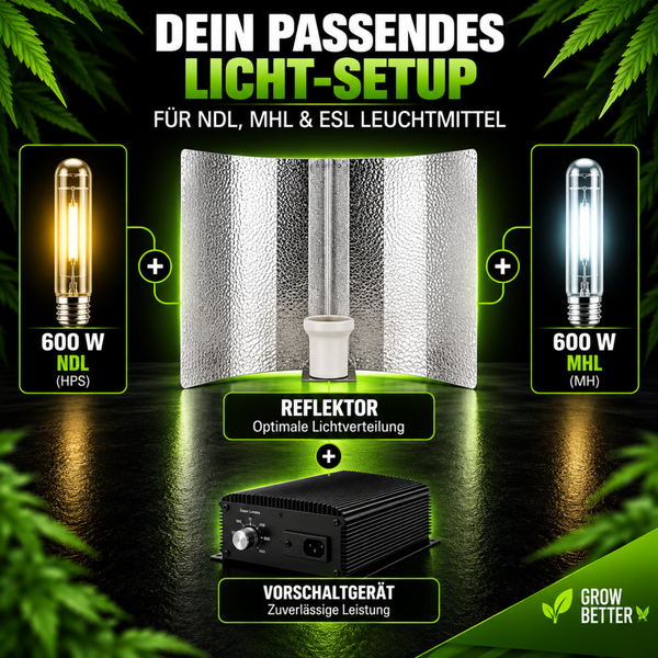 Infografik zeigt Licht Setup für Pflanzenbeleuchtung mit Reflektor, Vorschaltgerät und sechs hundert Watt NDL oder MHL Leuchtmitteln.